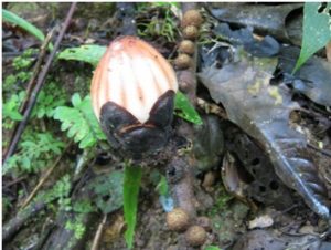 Kuncup Rafflesia spp. (1300mdpl)