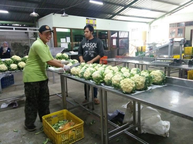 Penanganan Pascapanen Produk Hortikultura Di PT. Bimandiri Agro Sedaya ...