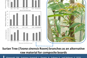 The possible use of surian tree (Toona sinensis Roem) branches as an alternative raw material in the production of composite boards