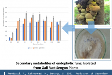 Gall rust Sengon and endophytic fungi and The growth curve of endophytic fungi from gall rust F. moluccana