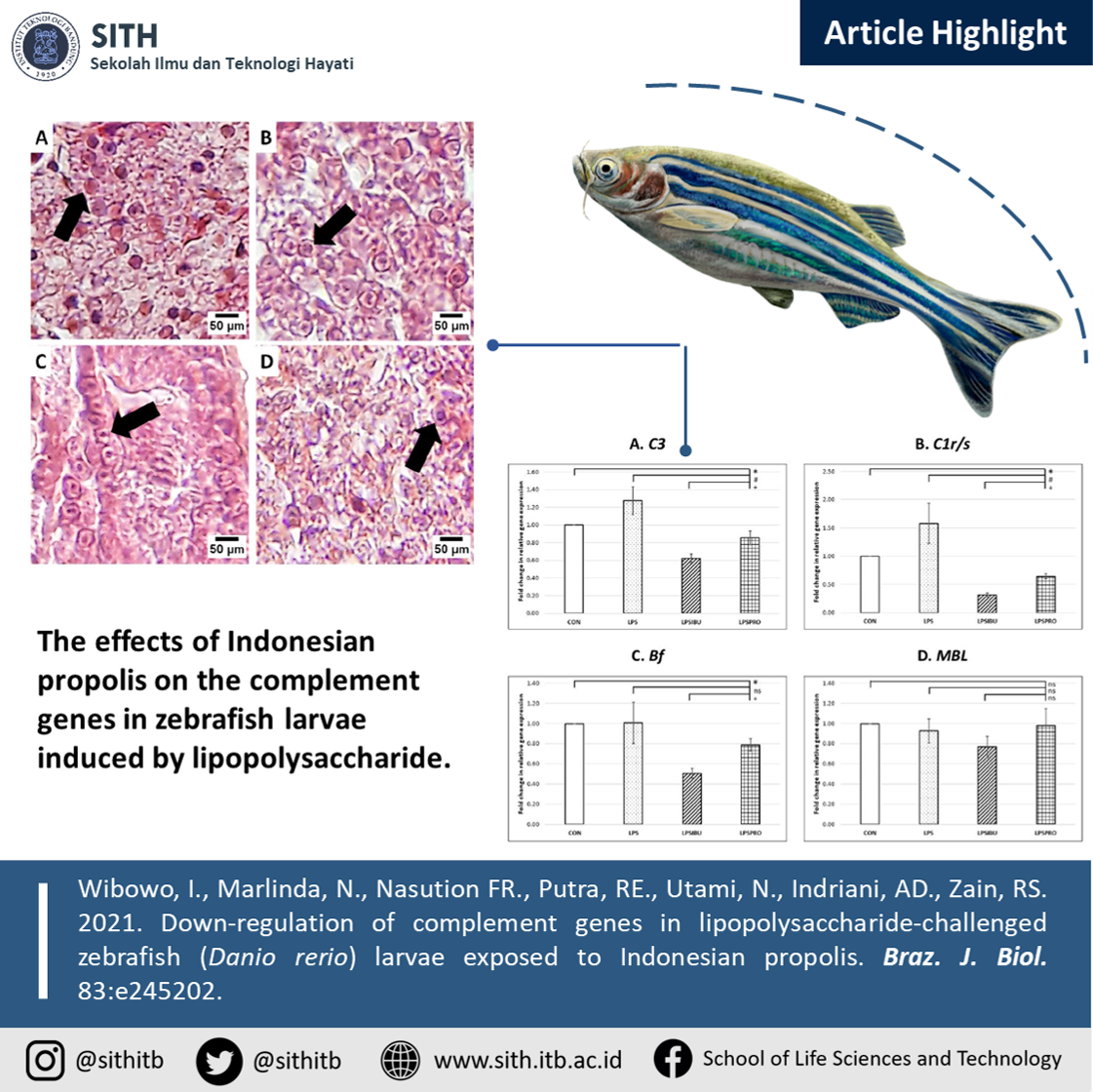 Down-regulation of complement genes in lipopolysaccharide-challenged zebrafish (Danio rerio) larvae exposed to Indonesian propolis