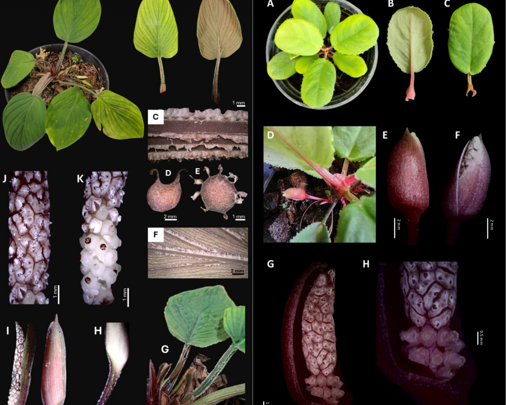 Herbarium Bandungnesse, SITH ITB dan BRIN Ungkap Dua Spesies Baru Homalomena dari Sumatra