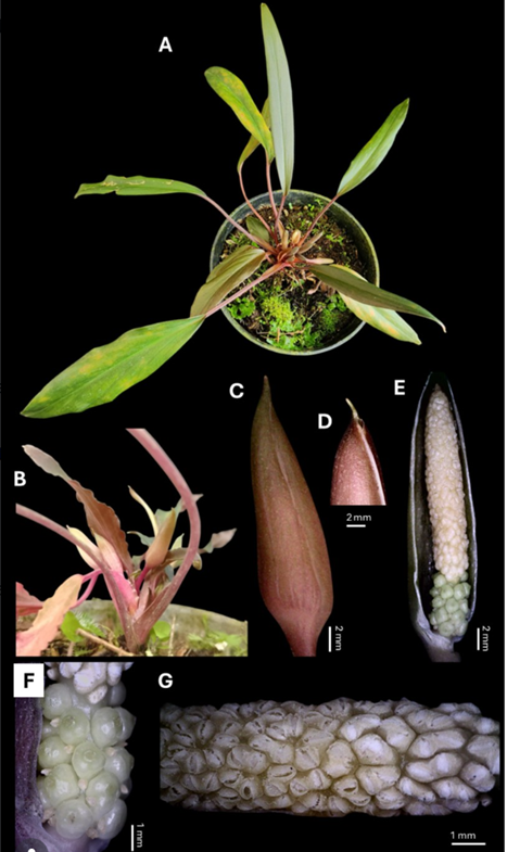 Sepanjang 2025, Kolaborasi SITH ITB–BRIN Ungkap 12 Spesies Tumbuhan Baru Indonesia