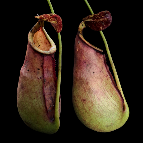 Kolaborasi SITH ITB, BRIN, dan IPB Ungkap Spesies Baru Tanaman Pemakan Serangga