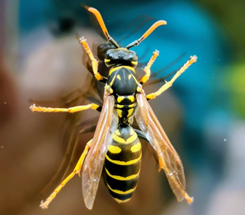 Fenomena Kemunculan Kawanan Tawon di Ruas Tol Cipularang: Pakar SITH ITB Jelaskan Respons Ekologis dan Strategi Mitigasinya