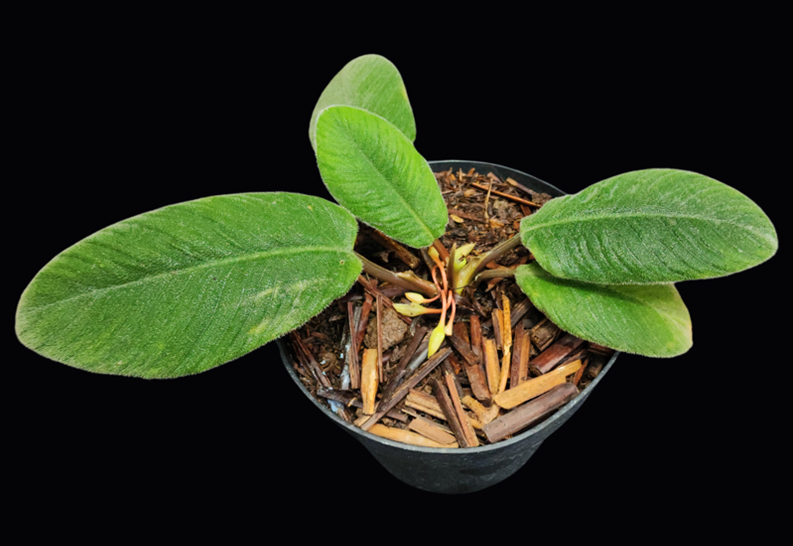 Kolaborasi Herbarium Bandungense dan Tim Lainnya Identifikasi Spesies Baru Homalomena Berdaun “Lidah Kucing”