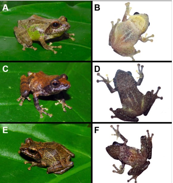 Kolaborasi Museum Zoologi ITB dan Penggalang Herpetologi Indonesia Temukan Spesies Katak Baru Philautus candrageni
